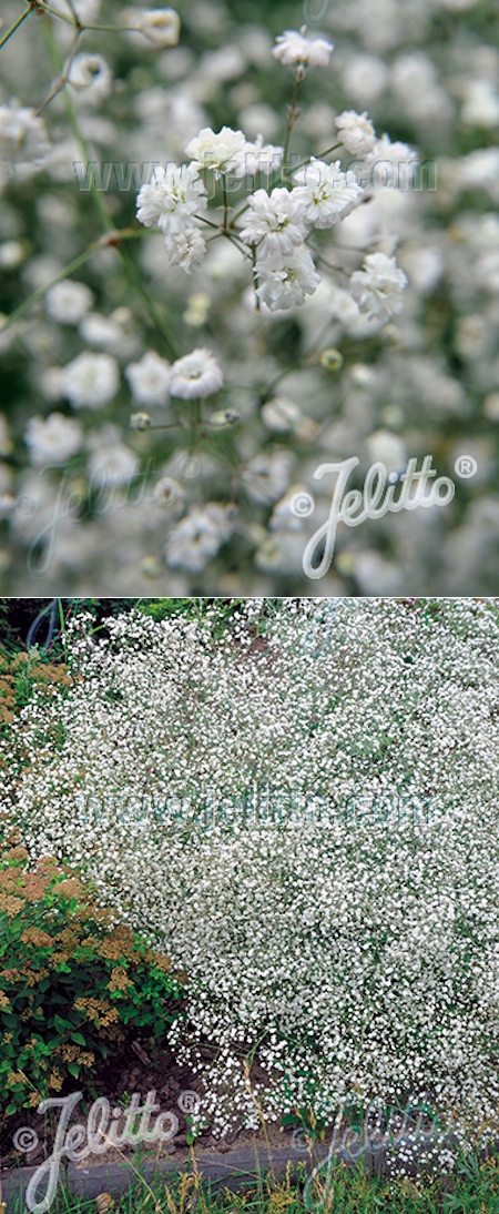 Gypsophila paniculata 'Schneeflocke', morsiusharso